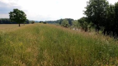 Tuna 'da yabani otlar ve yeşil otlar