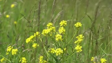 Yeşil çayırdaki sarı kır çiçekleri. Bahar arkaplanı.