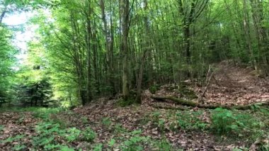 Yaprakların arasından geçen yaprak döken orman, yemyeşil yemyeşil ve güneş.