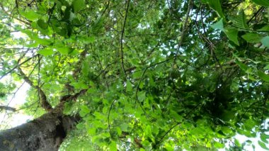 Tuna 'da yapraklı ağaç Bulutlu bir gökyüzü,