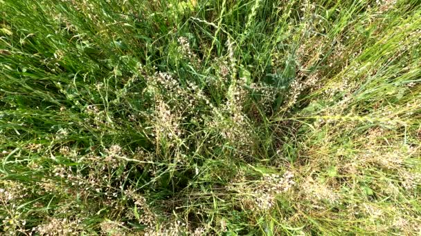 Wild Herbs Green Grass Nature Danube — Stock Video
