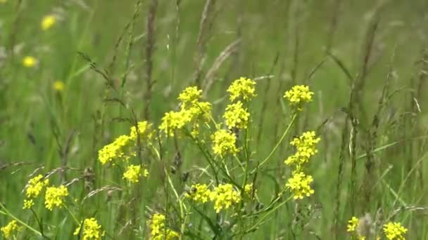 緑の牧草地に黄色の野花 春の背景 — ストック動画