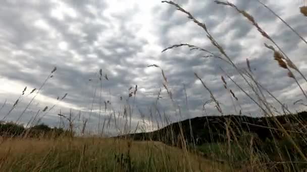 手前のアルトコーム雲と緑の夏の牧草地 ふわふわの雲と青空 — ストック動画