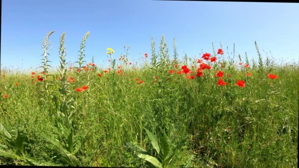 Grasveld Met Wilde Bloemen Rode Klaprozen Als Voorjaarsweide Een Zonnige — Stockvideo