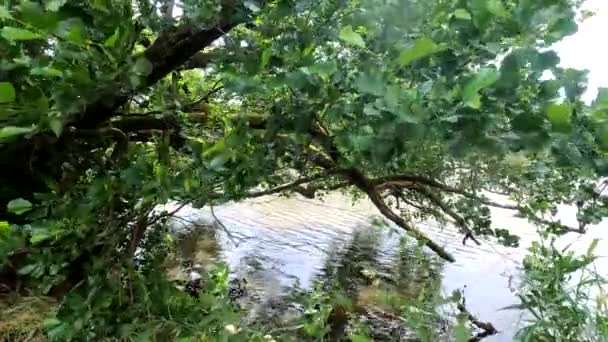 Озеро Тростником Деревьями Лесу Баварии Отражение Воде — стоковое видео