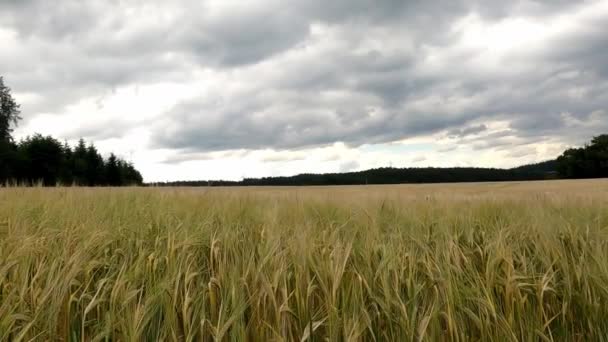 Yazın Gökyüzünde Kara Bulutlar Almanya Orman Kenarında Buğday Tarlası — Stok video