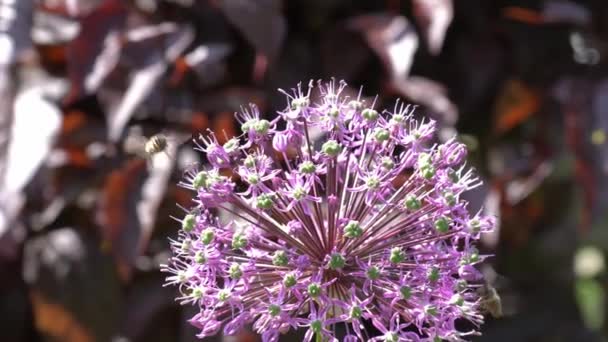 Fleurs roses d'Allium Giganteum sur une clôture en été