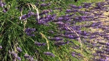 Yaban arıları, arılar ve diğer böceklerin açtığı lavanta çiçekleri.