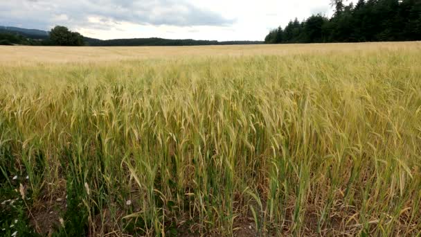 Pšeničné Pole Létě Okraji Lesa Tmavými Mraky Obloze Německo — Stock video