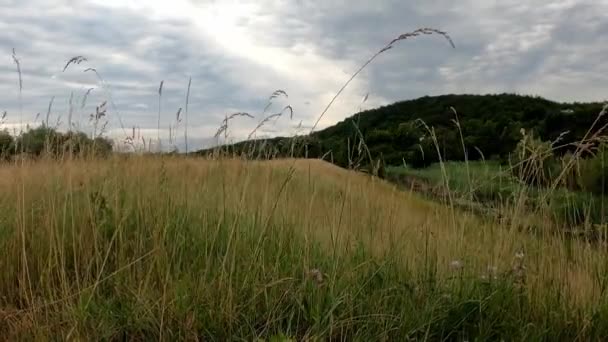Prairie Verte Été Premier Plan Les Nuages Altocumulus Sont Des — Video