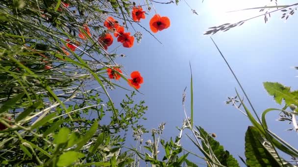 Wilde Bloemen Rode Klaprozen Als Voorjaarsweide Een Zonnige Dag Met — Stockvideo
