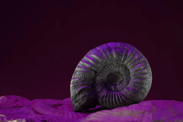 Ammonite Fossil Squid Photographed Close Studio — Stock Photo, Image