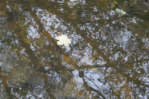 Водяний Птах Лебідь Качка Або Баклажан Річці Дунай — стокове фото