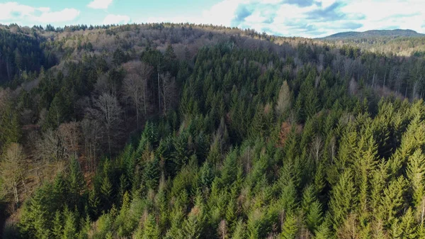 Forest Lush Green Healthy Conifers Winter —  Fotos de Stock