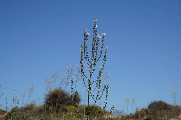 ポルトガル大西洋の海岸の植生はほとんど成長せず — ストック写真