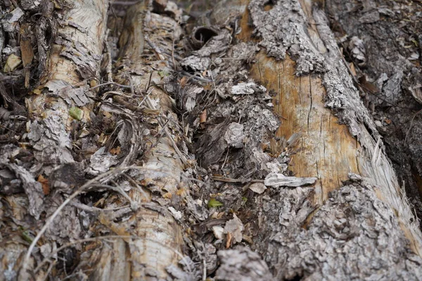 森に残された腐った木は善良で悪い昆虫の繁殖地です — ストック写真