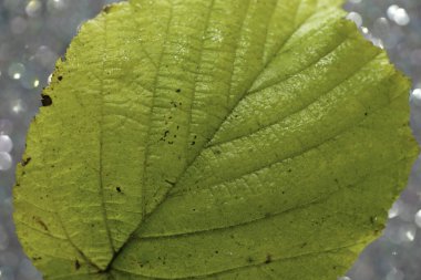 Sonbaharda yaprak döken bir ağacın yaprakları Studi 'de ayrıntılı olarak oluşturuldu.