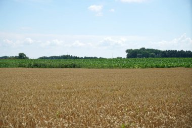 Yazın mavi gökyüzü ve olgunlaşan tahılla mısır tarlası