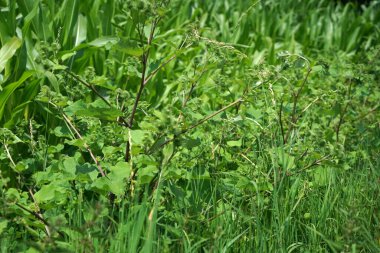 Yiyecek tarlası olarak işlenmek üzere yazın toplanan tahıl.