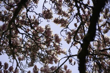 Mıknatıs ağacı, pembe çiçeklerle açarken çalılıklarda mavi bir gökyüzüne karşı
