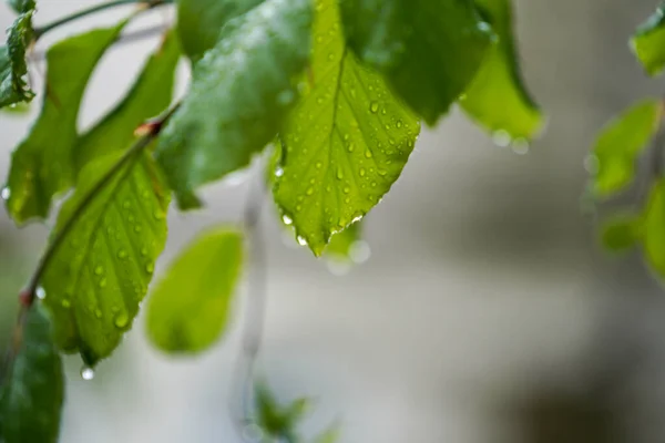 早春に木の葉に雨が降る — ストック写真