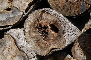 Ormanda bırakılan çürük odun hem iyi hem de kötü böcekler için üreme alanıdır.