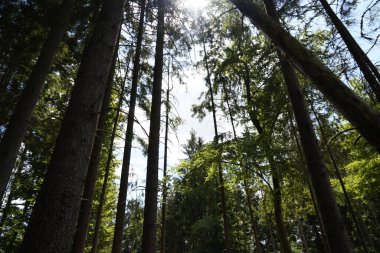 Orman, iklim değişikliği, kuraklık ve fırtınalar ve ham madde olarak ormanların tahrip edilmesi nedeniyle çöker.