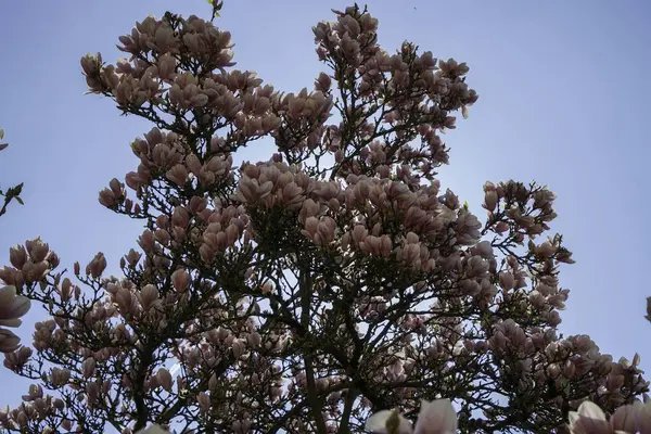 Magnolia Árbol Flor Con Flores Color Rosa Contra Cielo Azul — Foto de Stock