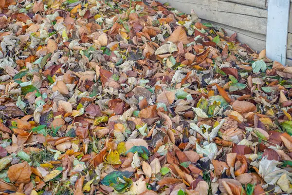 Макро Деталь Сухого Листа Їденого Шкідниками Восени — стокове фото