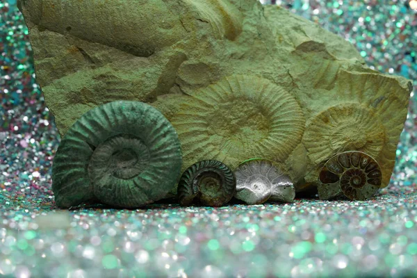 Ammonitt Fossil Blekksprut Fotografert Studioet – stockfoto