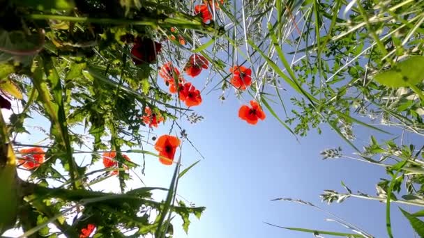 Vahşi Çiçeklerle Dolu Bir Çayır Mavi Gökyüzü Olan Güneşli Bir — Stok video