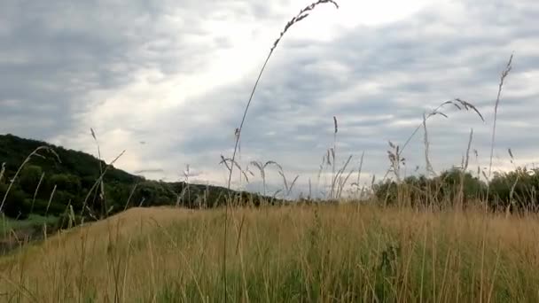 Groene Zomerweide Voorgrond Altocumulus Wolken Zijn Pluizige Wolken Blauwe Lucht — Stockvideo