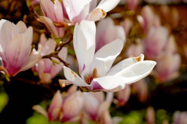 Mıknatıs ağacı, pembe çiçeklerle açarken çalılıklarda mavi bir gökyüzüne karşı