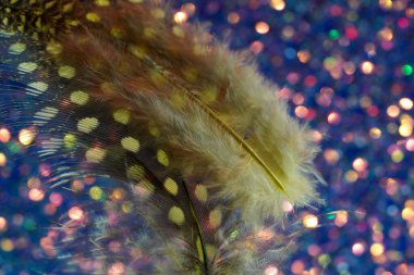 Kuş tüyü, birçok parlak renk ve yapıya sahip bir arkaplan görüntüsüdür.