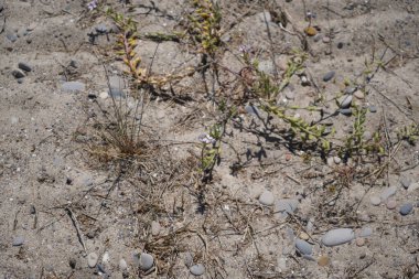 Akdeniz sahilindeki bitkiler kumsalda yetişiyor.