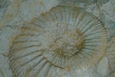 Ammonite fossil on a dark background. Minimalism.