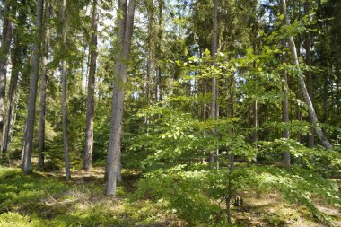 Orman, iklim değişikliği, kuraklık ve fırtınalar ve ham madde olarak ormanların tahrip edilmesi nedeniyle çöker.
