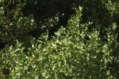 Autumn maple leaves background. Colorful maple leaves background. Autumn maple leaves background