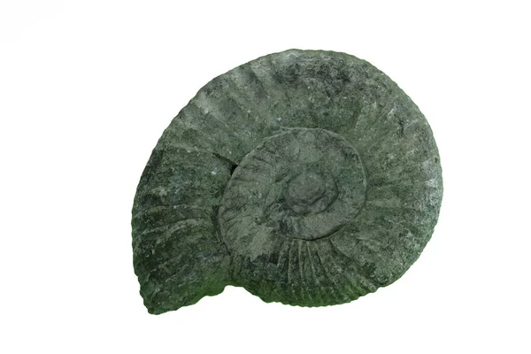 Fossil Ammonite Fossil Isolated White Background Clipping Path — Stok fotoğraf