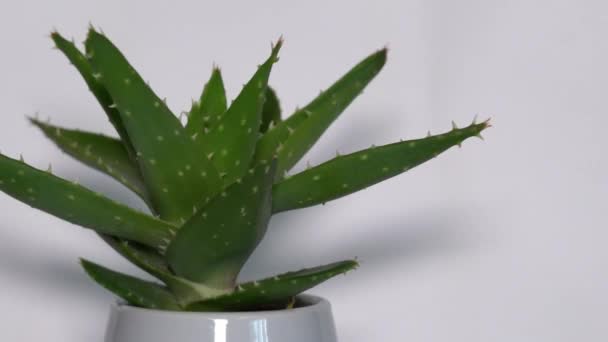Buaya Aloe Dalam Pot Dengan Latar Belakang Putih Difilmkan Studio — Stok Video