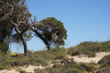 Portekiz Atlantik sahilinde kumlu ve kayalık dipli ağaçlar