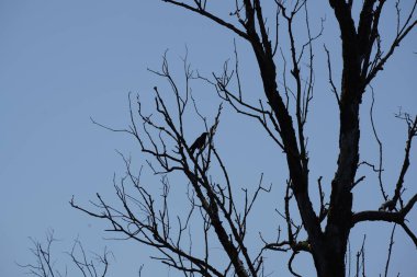 Ördek otu ve alglerle kaplı eski bir bataklığın yüzeyi, ölü ağaçlar ve bataklık çayırları.,