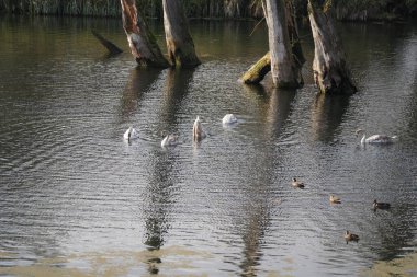 Danube nehrinde kuğu, ördek ya da karabatak gibi su kuşları