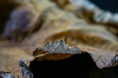 Macro detail of a dry leaf eaten by pests in autumn.