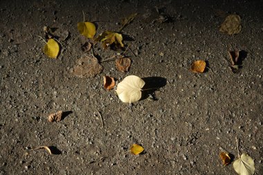 Dry leaf on a dark background. The concept of death.