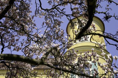 Mıknatıs ağacı, pembe çiçeklerle açarken çalılıklarda mavi bir gökyüzüne karşı