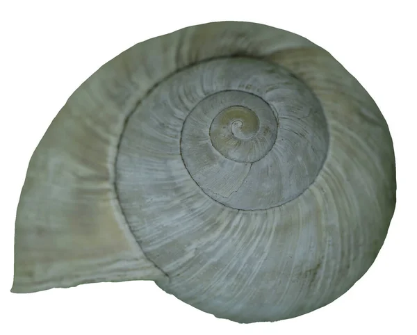 白い背景に孤立した貝殻 簡単な抽出に含まれるクリッピングパス — ストック写真