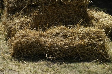 Yiyecek tarlası olarak işlenmek üzere yazın toplanan tahıl.