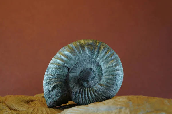 Ammonit Ist Ein Fossil Eines Tintenfisches Aufgenommen Großaufnahme Atelier — Stockfoto