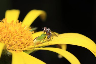 Karahindiba üzerindeki sarı böcek.